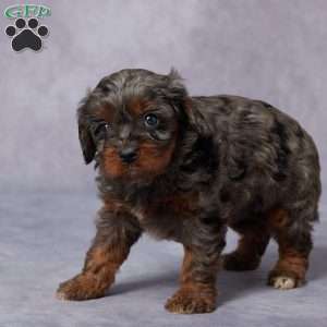 Nina, Cavapoo Puppy